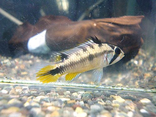 アピスト　ロシタエ　ペア　　２０２６年３月２４日入荷　