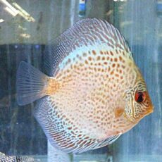 ブルースコーピオンディスカス　スポットタイプ　２０２６年３月２３日入荷