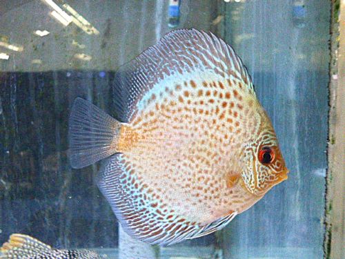 ブルースコーピオンディスカス　スポットタイプ　２０２６年３月２３日入荷