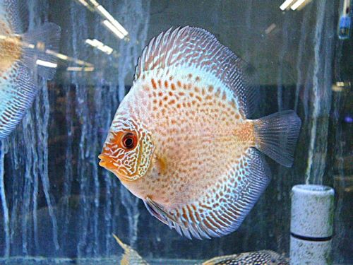 ブルースコーピオン・ディスカス