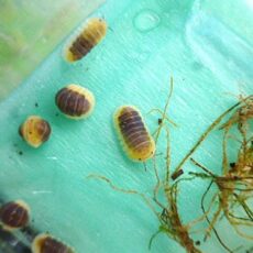 レモンブルー（ダンゴムシ）　５匹セット　２０２６年３月２３日入荷