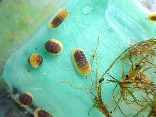 レモンブルー（ダンゴムシ）　５匹セット　２０２６年３月２３日入荷