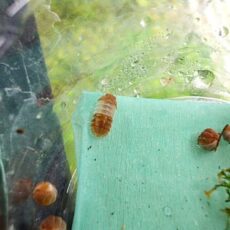 レッドパンダ（ダンゴムシ）　５匹セット　２０２６年３月２３日入荷　