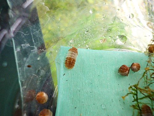 レッドパンダ（ダンゴムシ）　５匹セット　２０２６年３月２３日入荷　