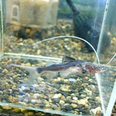 ピライーバ　２０２６年３月２８日入荷