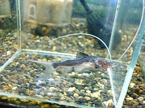 ピライーバ　２０２６年３月２８日入荷