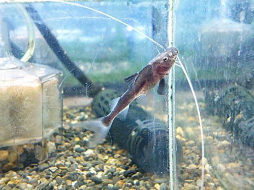 ピライーバ 2026年3月28日入荷 ピライーバ