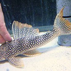 ゴールドエッジマグナムプレコ　特別価格　２０２６年１月３０日入荷