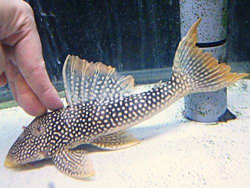 ゴールドエッジマグナムプレコ　特別価格　２０２６年１月３０日入荷