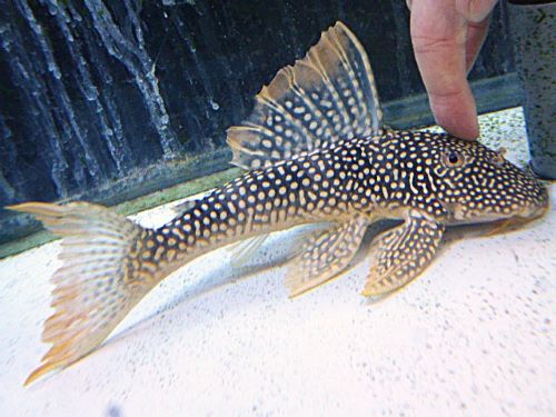 ゴールドエッジマグナムプレコ