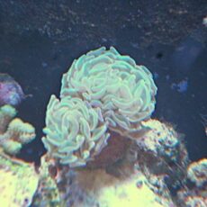 ナガレハナ　ホログラムハンマー　２０２６年３月２９日撮影