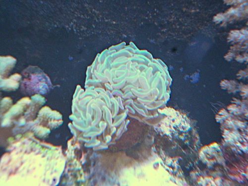 ナガレハナ　ホログラムハンマー　２０２６年３月２９日撮影