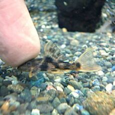 ウルトラスカーレットトリムプレコ①　２０２６年３月１４日入荷