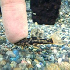 ウルトラスカーレットトリムプレコ②　２０２６年３月１４日入荷