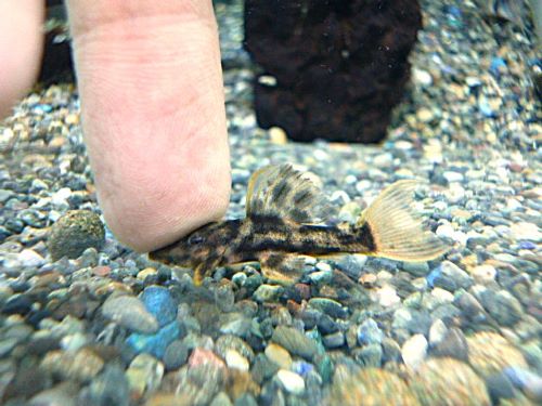 ウルトラスカーレットトリムプレコ②　２０２６年３月１４日入荷