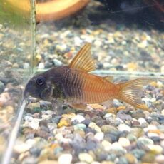 コリドラス　ビーコンコロール　２０２６年３月２６日入荷