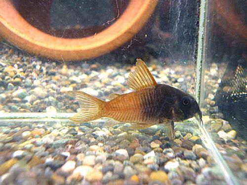 コリドラス　ビーコンコロール