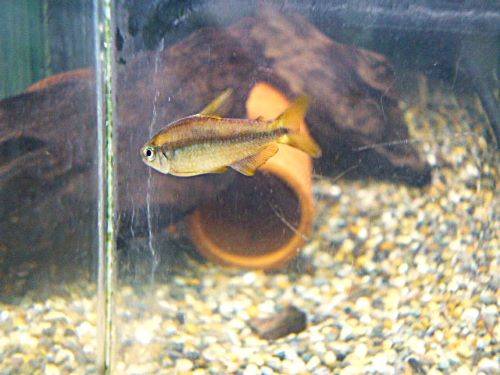 スーパーイエローデビルテトラ