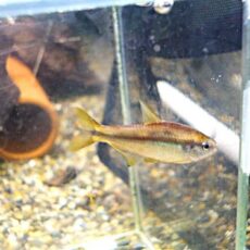 スーパーイエローデビルテトラ　スペシャルプライス！！！