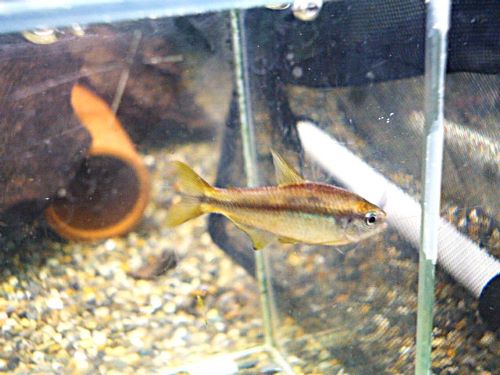 スーパーイエローデビルテトラ　スペシャルプライス！！！