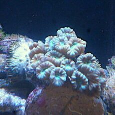 タバネサンゴ　２０２６年３月３０日撮影