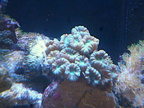 タバネサンゴ　２０２６年３月３０日撮影