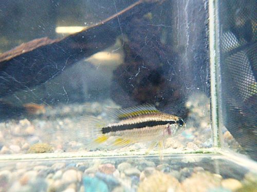 ビタエニアータ