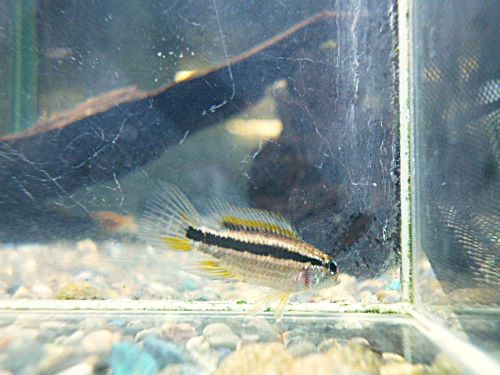 ビタエニアータ