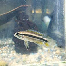 アピスト　ビタエニアータ　ペア　２０２６年３月２０日入荷