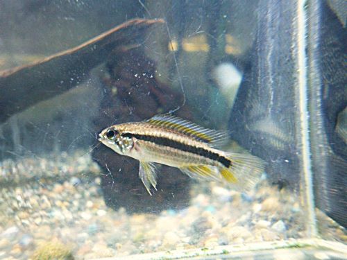 アピスト　ビタエニアータ　ペア　２０２６年３月２０日入荷