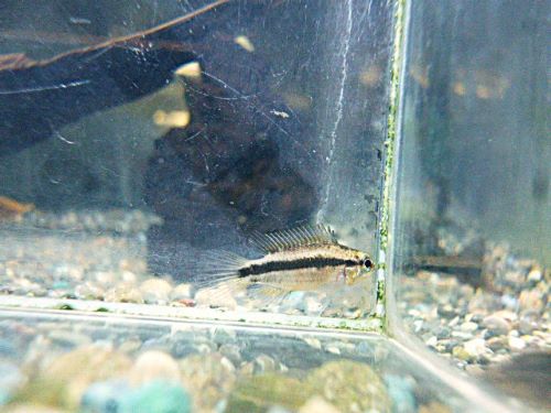 ビタエニアータ