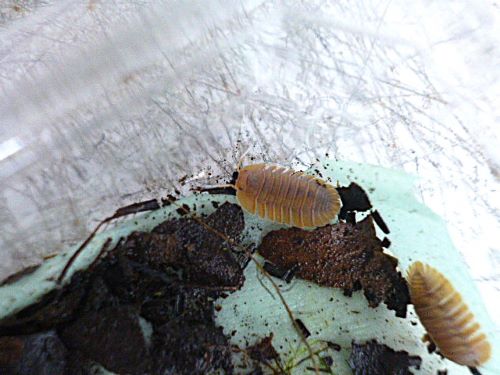 ベックス（ダンゴムシ）　　２０２６年３月２３日入荷