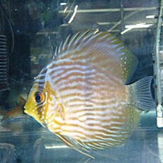 ＷＩＬＤノボアイロン　ヘッケルディスカス②　２０２６年３月１５日入荷　