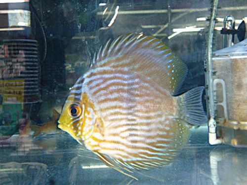 ＷＩＬＤノボアイロン　ヘッケルディスカス②　２０２６年３月１５日入荷　