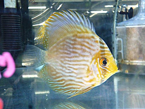 ヘッケル・ディスカス