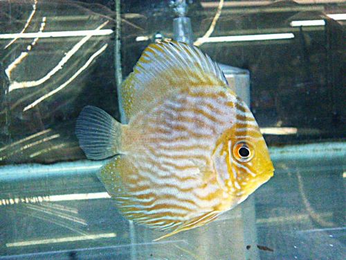 WILDノボアイロン ヘッケルディスカス② 2026年3月15日入荷 ヘッケル・ディスカス