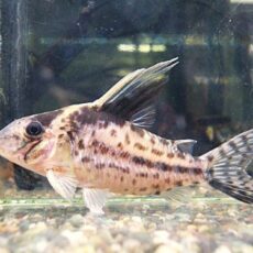 コリドラス　ロブスタス①　２０２６年３月２８日入荷