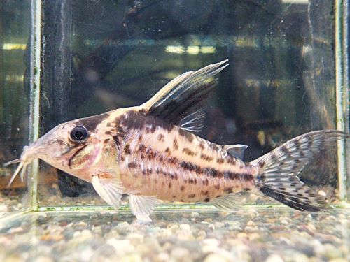 コリドラス　ロブスタス①　２０２６年３月２８日入荷