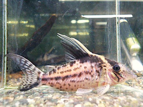 コリドラス　ロブスタス