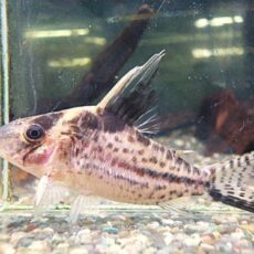 コリドラス　ロブスタス②　２０２６年３月２８日入荷