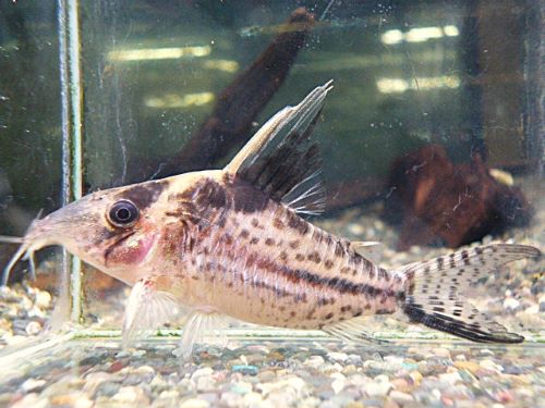 コリドラス　ロブスタス②　２０２６年３月２８日入荷