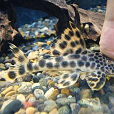 パラビッグスポットペコルティア①　２０２６年３月１５日入荷