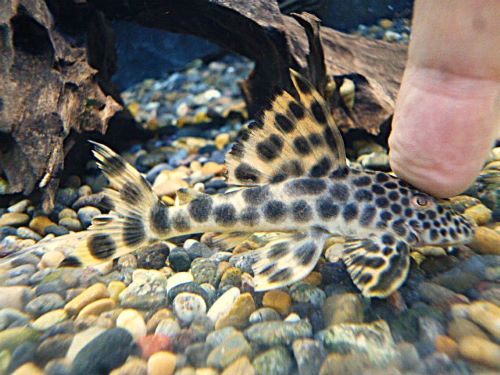 パラビッグスポットペコルティア①　２０２６年３月１５日入荷