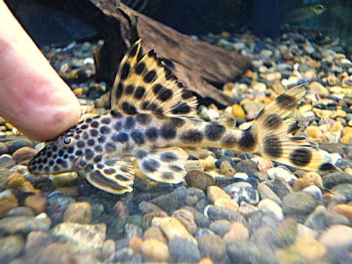 パラビッグスポットペコルティア