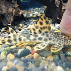 パラビッグスポットペコルティア②　２０２６年３月１５日入荷