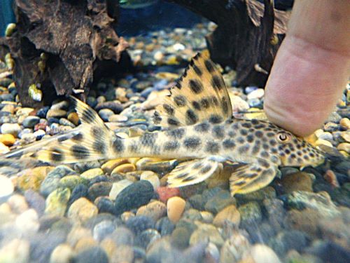 パラビッグスポットペコルティア②　２０２６年３月１５日入荷