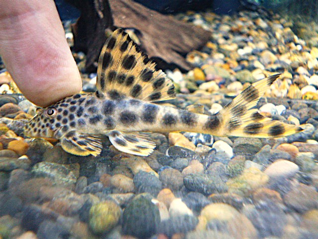 パラビッグスポットペコルティア