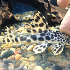 パラビッグスポットペコルティア③　２０２６年３月１５日入荷