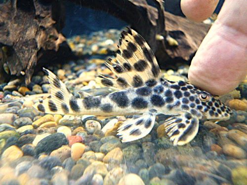 パラビッグスポットペコルティア③　２０２６年３月１５日入荷