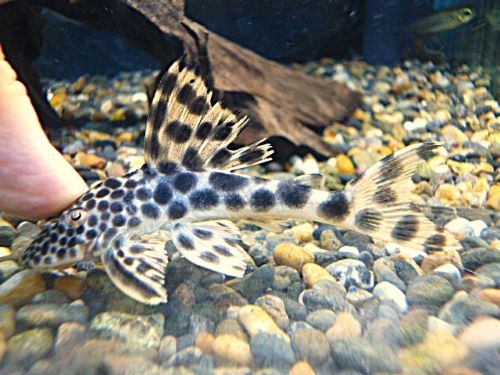 パラビッグスポットペコルティア